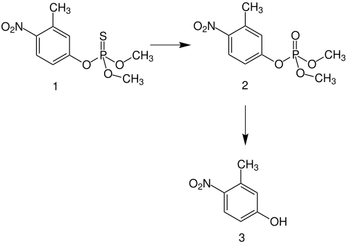 Metabolisierung von Fenitrothion