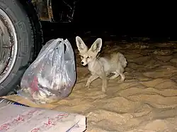 Nachtaufnahme eines Fenneks, der eine Plastiktüte auf Nahrung untersucht