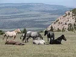Wildpferde in der Pryor Mountains Wild Horse Range