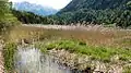 Ausfluss des Ferchenbachs aus dem Ferchensee.