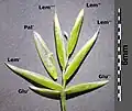 Ährchen von Festuca vaginata