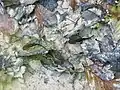 Feuersalamander-Larven