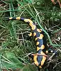 Feuersalamander
