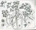 Illustration von Angophora costata