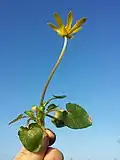 Die Blütenstiele von Ficaria verna subsp. calthifolia weisen kein oder höchstens ein Laubblatt auf und es ist eine deutliche Grundrosette vorhanden.
