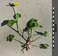 Gesamtansicht von Ficaria verna subsp. verna; der Stängel weist 2 bis 4 Laubblätter auf, und es ist keine deutliche Grundrosette vorhanden.