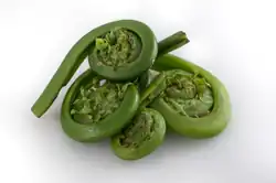junge Farnspitzen (Fiddlehead) (z.&nbsp;B. Straußenfarn, Königsfarn, Perlfarn, Wald-Frauenfarn sowie Stenochlaena palustris, Pteridium aquilinum, Osmunda japonica, Matteuccia struthiopteris)