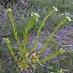 Acker-Hellerkraut