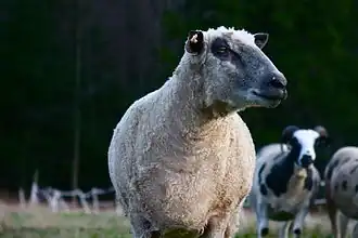 Wensleydale (Schaf)