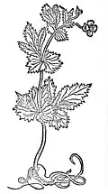 Kapitel 179. Filla – benedictenwortz