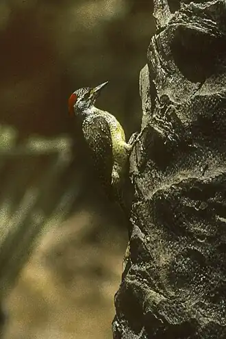 Pünktchenspecht (Campethera punctuligera)