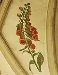 Fingerhut aus dem Herbarium