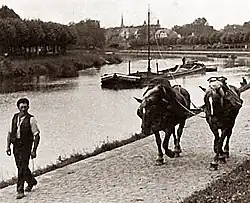 Treideln mit Zugpferden auf einem Leinpfad am Finowkanal, um 1890