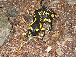 Feuersalamander