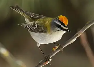 Reguloidea: Sommergoldhähnchen (Regulus ignicapilla)