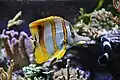 Fische in den Aquarien des Zoos