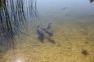 Fische im See