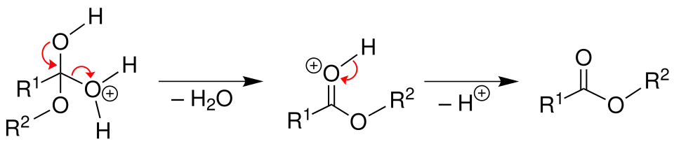 Mechanismus 3 Veresterung