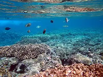 Fische und Korallen in der Bucht