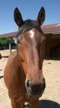 Flämmchen