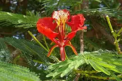 Blüte mit nach unten gebogenen Kelchblättern und vier roten Kronblättern sowie einem gelb-roten oberen Kronblatt