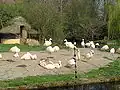 Flamingos