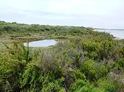 Flussseitige Dünenlandschaft auf der Flecha del Rompido