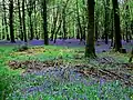 Waldblumen im Forêt d’Andaines