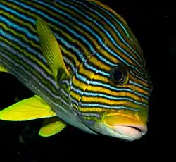 Plectorhinchus polytaenia