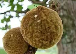 Pouteria torta