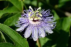 2011 Passionsblume