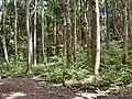 Forstbestand