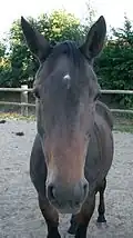 Flocke