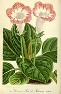 Zweifarbige frühe Gloxiniensorte 'Rose de Hermine' (Abbildung von 1867-1868)