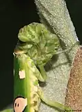 Detailaufnahme eines Weibchens