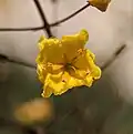 Blüte von Verbascum dudleyanum