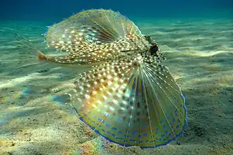 Flughahn (Dactylopterus volitans)