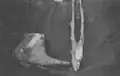 „Fluviana“, Einzelbild 1: „Foot“, „Head of Gazelle“