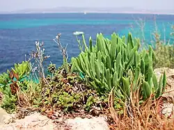 Crithmum maritimum