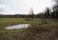 Amphibientümpel