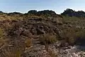 Felsvorsprünge mit Fragmenten typischer heimischer Vegetation im Canyon.