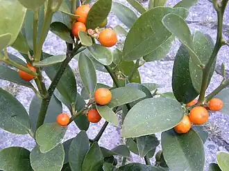Hongkong-Kumquat