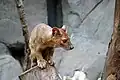 Fossa (Cryptoprocta ferox)