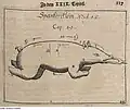 Spanferkel-Illustration von Georg Philipp Harsdörffer (1657)