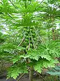Papayas