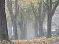 Die Friedhofsallee im Morgennebel
