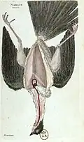 Martinet erstellte auch anatomische Abbildungen vom Inneren der Vögel