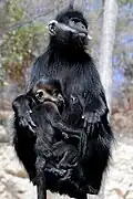 Tonkin-Schwarzlangur (Trachypithecus francoisi)