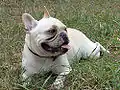 Französische Bulldogge