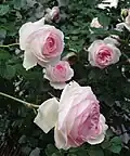 Rosa 'Pierre de Ronsard'